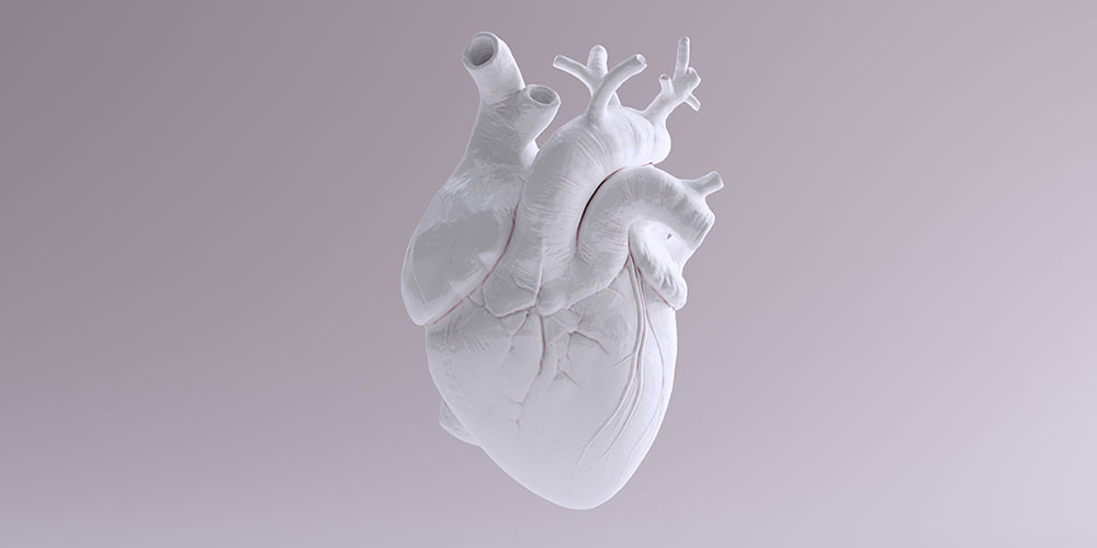 Organ serce pomalowany na biało na białym tle | Lipiforma